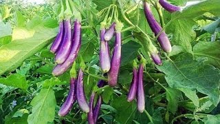 Greenhouse Eggplant Farming || Modern Agriculture Technology || Brinjal Farming & Processing