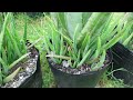 how make aloe vera produce more pups and more often