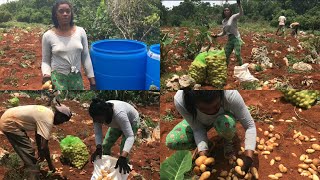 YOUNG FEMALE FARMER HARVESTING POTATOES/IRISH POTATOES/ IEASHA JOHNSON 🥔 FARM