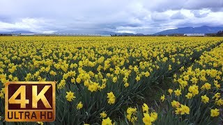 4K Golden Flowers - 2 Hour Relax Video - Skagit Valley Daffodils. Episode 3
