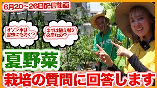 Questions about summer vegetable cultivation (6/20-26) answered by Japanese farmers !