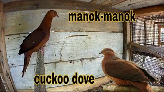 Ibong manok-manok/manokon/tokwow||cuckoo dove