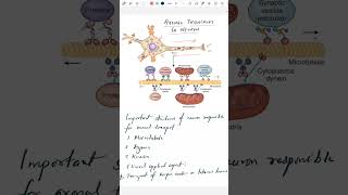 Axonal Transport In Neuron Explained In Hindi
