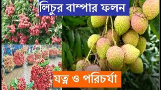 লিচুর বাম্পার ফলন। লিচু চাষ পদ্ধতি। আধুনিক পদ্ধতিতে লিচু চাষ। লিচু গাছের পরিচর্যা। লিচুর উপকারিতা।