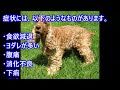 【愛犬のための知識】犬の膵炎について【犬を知る】