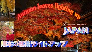 ライトアップ紅葉|| Illuminated Autumn Leaves|| 熊本の紅葉ライトアップ