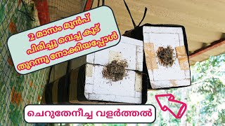 ചെറുതേനീച്ച കൃഷി | Stingless Bees Farming | ഗുണമേന്മയുള്ള ചെറുതേൻ വീടുകളിൽ ഉത്പാദിപ്പിക്കാം | Honey|