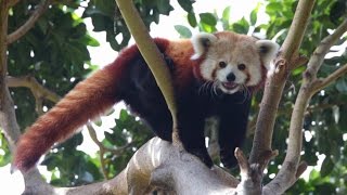 Red Pandas - Environmental Enrichment