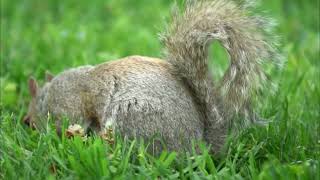 Eastern Gray Squirrel