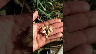 Harvesting🌿Chickpeas.#shortsvideo #short #shorts