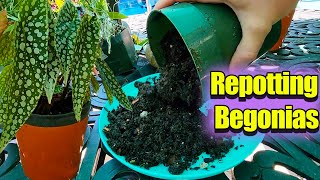 How to Repot Begonias