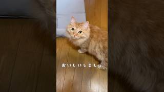 【ねこと会話】ごはん？？なんて言った?          #shorts #ねこと会話 #しゃべる猫 #ごはんと言う猫 #ねこ #cat #talkingcat