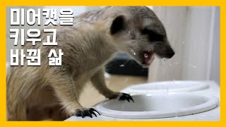 미어캣을 키우고 바뀐 삶 [냥이아빠]