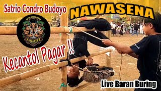 Kalapan Bringas Full Gayeng !!! Bantengan NAWASENA Satrio Condro Budoyo | Live Baran Buring