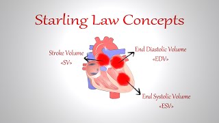 مفاهيم قانون ستارلينغ و تطبيقاته على القلب