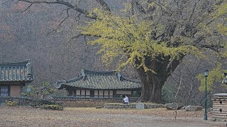 국선명상 비대면 온라인 수련