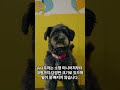 털빠짐이 적은 강아지 종류