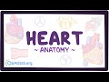 Anatomy of the heart