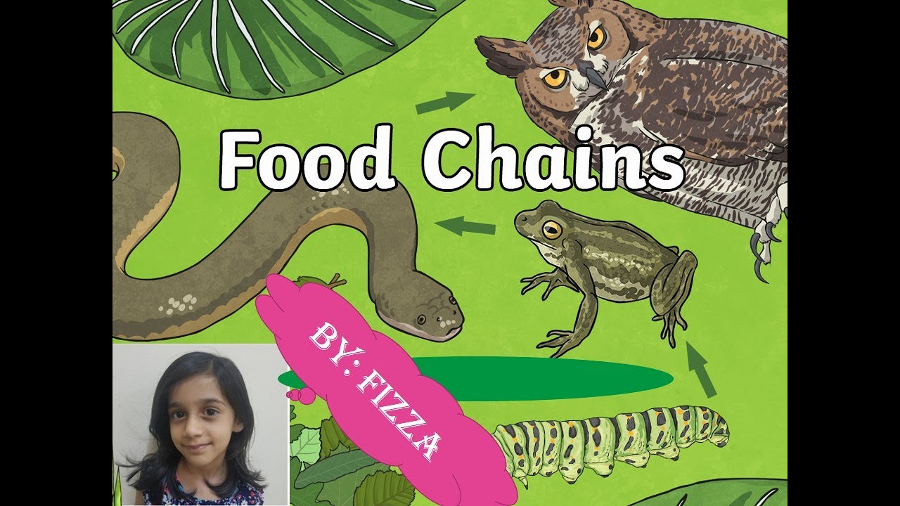 Food Chain Video For Kids Learning Youtube