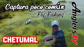 Captura POCO COMÚN con Fly Fishing en Chetumal, Tienes que verlo! Ft Alejo Díaz