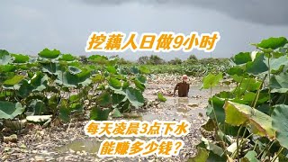 潮汕农民挖莲藕太辛苦，日晒雨淋，凌晨3点到12点挖1千斤赚多少钱