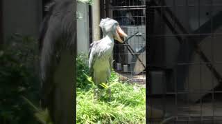 サーナの後を通過するミリー　ハシビロコウ　上野動物園