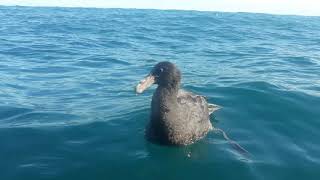 Giant Petrel showing eager interest in our fishing activities