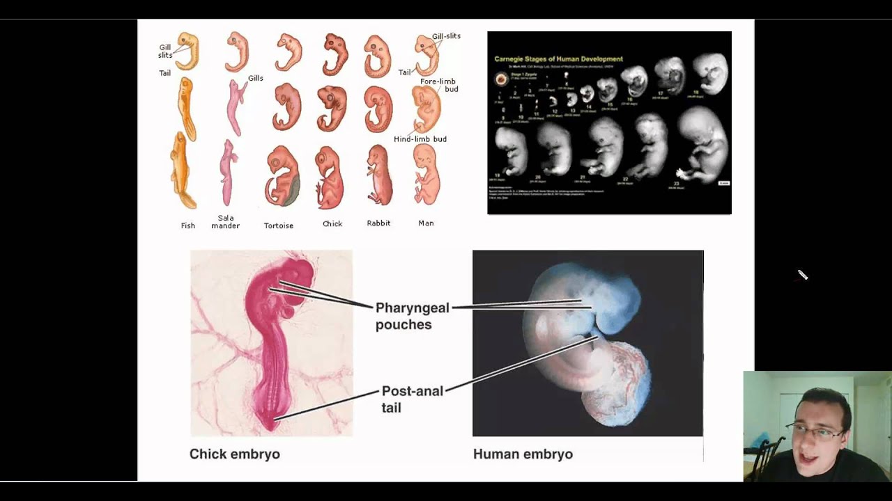 Evidence For Evolution Embryology