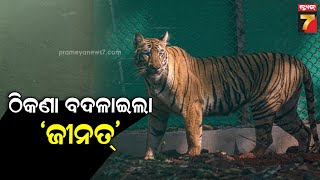 Similipal | Tiger Zeenat | ପୁଣି ବଦଳିଲା ବାଘୁଣୀ ଜିନତ ବଦଳାଇଲା ଠିକଣା , ପଶ୍ଚିମବଙ୍ଗ ପଳାଇଥିବା ସୂଚନା