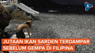 Jutaan Ikan Sarden Terdampar 2 Hari Sebelum Gempa M 6,7 di Filipina, Sinyal Bencana?