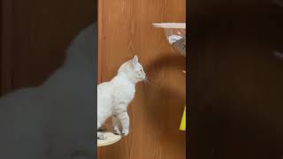 野良猫の子猫はひたすら狩りの練習中 #保護猫