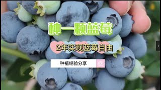 地栽一颗蓝莓，只要2年就可以实现蓝莓自由