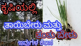 ಕೃಷಿಯಲ್ಲಿ ತಾಯಿಬೇರು ಮತ್ತು ತಂತು ಬೇರುಗಳು(Root)