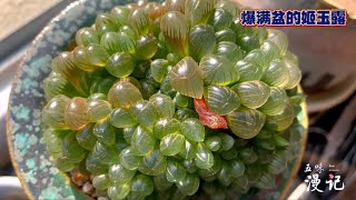 多肉植物｜冬日晴空，阳光房里总有春意盎然的感觉；家里的姬玉露也爆满盆了