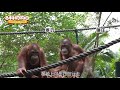 百科動物園 红毛猩猩的生活习性是什么？