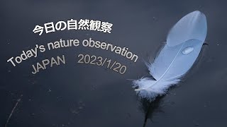 今日の自然観察　Today's nature observation　JAPAN  2023/1/20