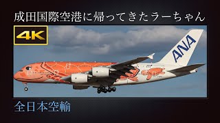 4K ハワイから冬の成田国際空港に帰ってきたラーちゃん : フライングホヌ 3号機  サンセットオレンジ  全日本空輸  Airbus A380-841  JA383A  2023年12月18日(月)