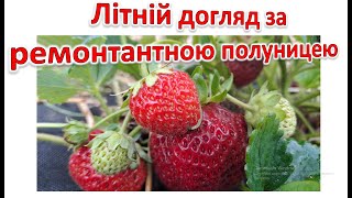 Ремонтантна полуниця. Правильний догляд влітку - ягоди до морозів