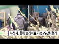 부산시 올해 슬레이트 지붕 996동 철거 부산