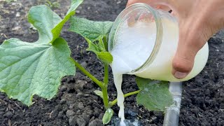 Cucumbers love this top dressing! Cucumbers will fill you up with a premature harvest