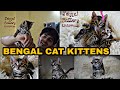 BENGAL CAT KITTEN AVAILABLE FOR SALES