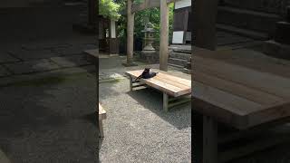 【Kyoto】Jojakkoji Temple /くろべえ #shorts