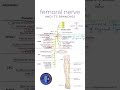 mcq on femoral nerve anatomy femoral nerve anatomy rapid revision femoralnerve