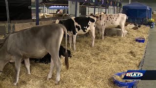 Kentucky State Fair kicks off with early livestock show