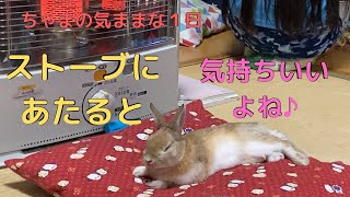 【ちゃま気ま】072 ストーブにあたり過ぎたうさぎは…🐰😅