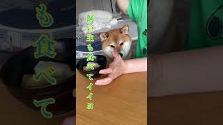 【ちゃちゃ丸】飼い主に寄り添いムシャムシャと果物を頬張る柴犬 #shorts