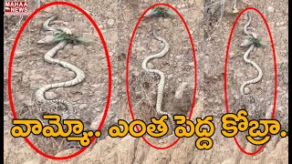 వామ్మో..! ఎంత పెద్ద కోబ్రా : Huge King Cobra Near Lord Shiva Temple Himachal Pradesh