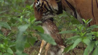 Tiger Hunts Lone Baby Deer | BBC Earth