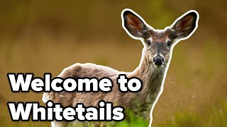 Welcome To Whitetail Hunting