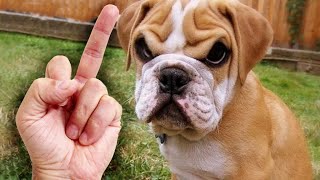 Dogs Reaction to Middle Finger #3 🐶 Dogs Really Hate Being Flipped Off